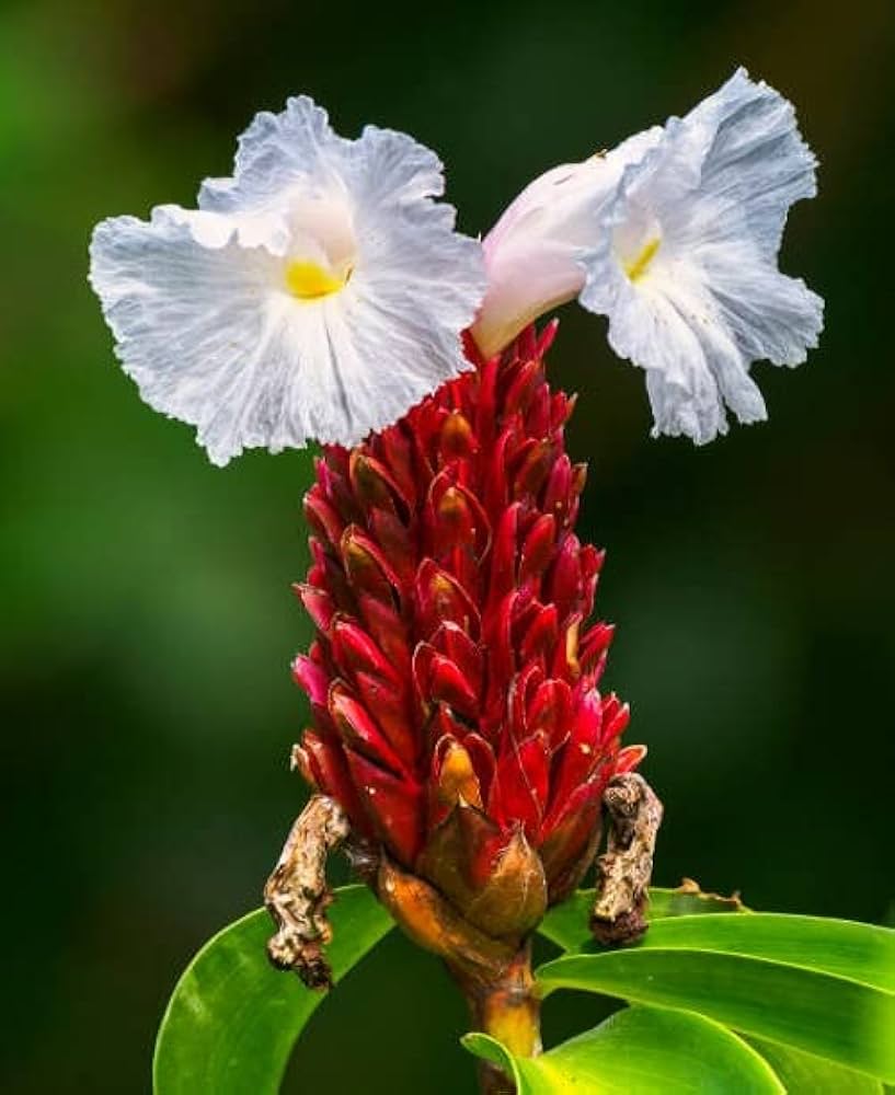 Costus Speciosus Flower seeds for Planting Compact Growth Heirloom & GMO Free Seeds for Home Garden 
 
 Sale
