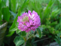 Heirloom Persian Clover Flower seeds for Planting Hardy Variety Heirloom & GMO Free Seeds for Home Garden