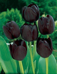 Tulip Black Flower seeds for Planting - Vibrant Colors, Heirloom & GMO Free Seeds for Home Garden