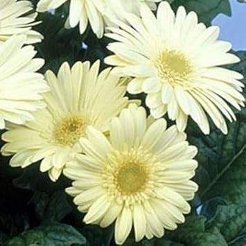 White Gerbera Vanilla Flower seeds for Planting - Garden Favorite, Heirloom & GMO Free Seeds for Home Garden
 
 Sale seeds for planting in home garden