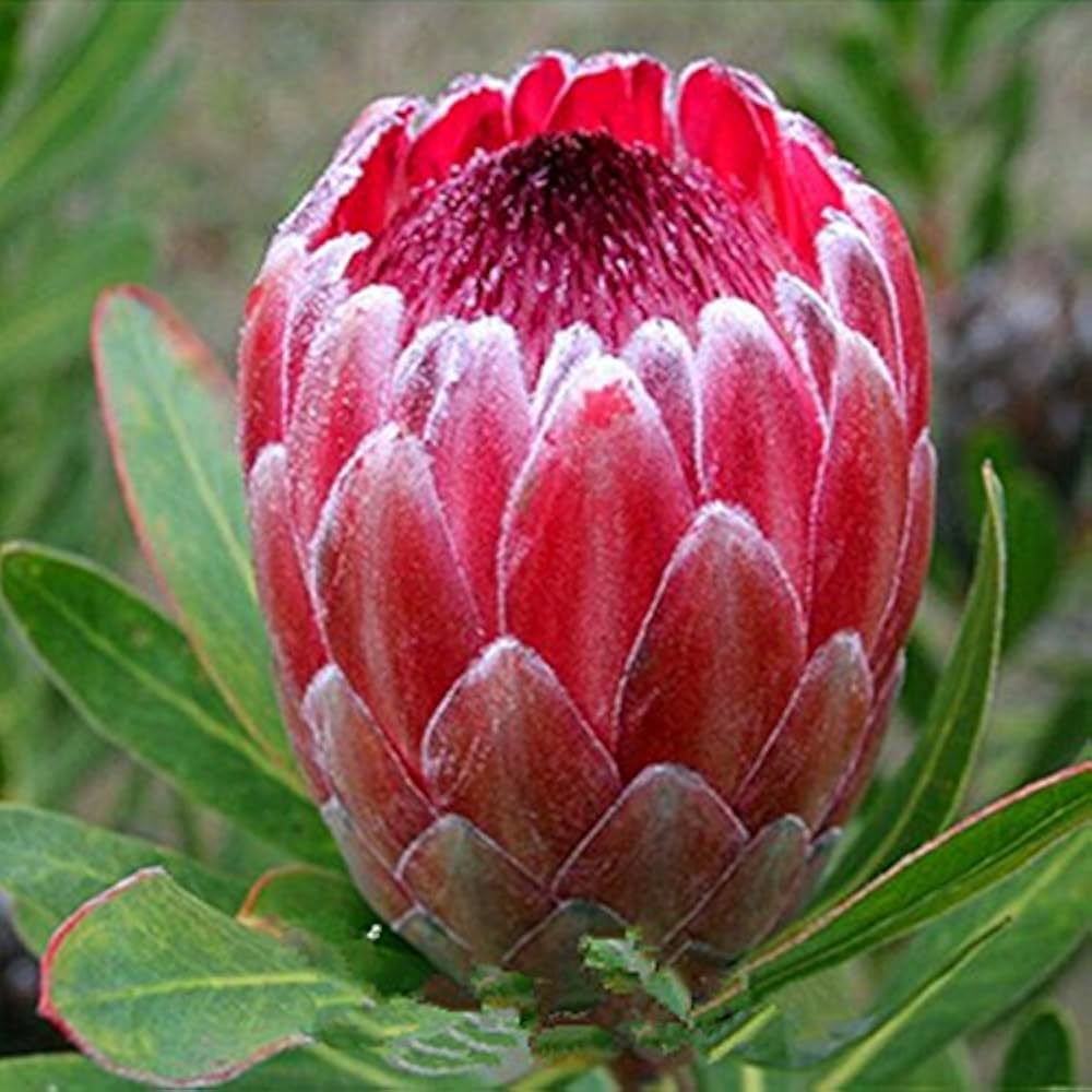 Pink Neriifolia Flower Seeds for Planting Hardy Variety Heirloom & GMO Free Seeds for Home Garden
 
 Sale