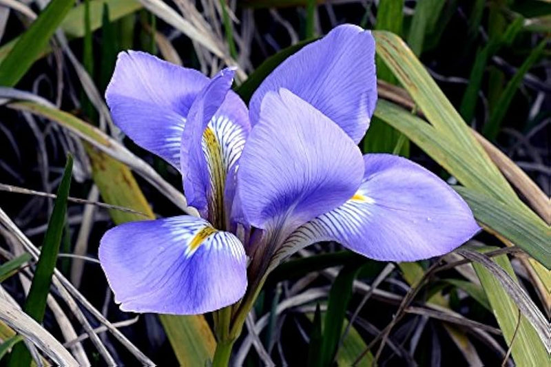 Blue Iris Seeds for Planting