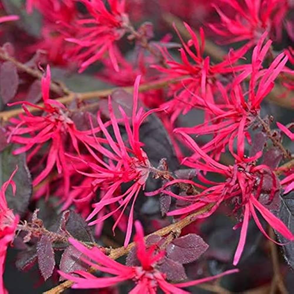 Red Loropetalum Flower seeds for Planting - Vibrant Colors, Heirloom & GMO Free Seeds for Home Garden