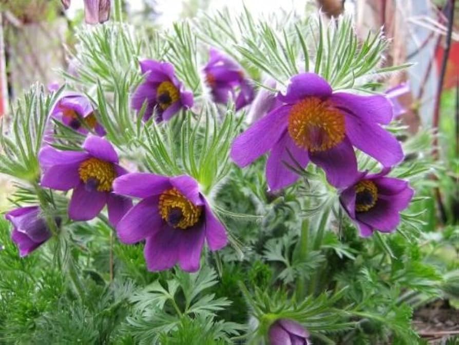 Violet Pulsatilla Flower seeds for Planting - Drought Tolerant, Heirloom & GMO Free Seeds for Home Garden