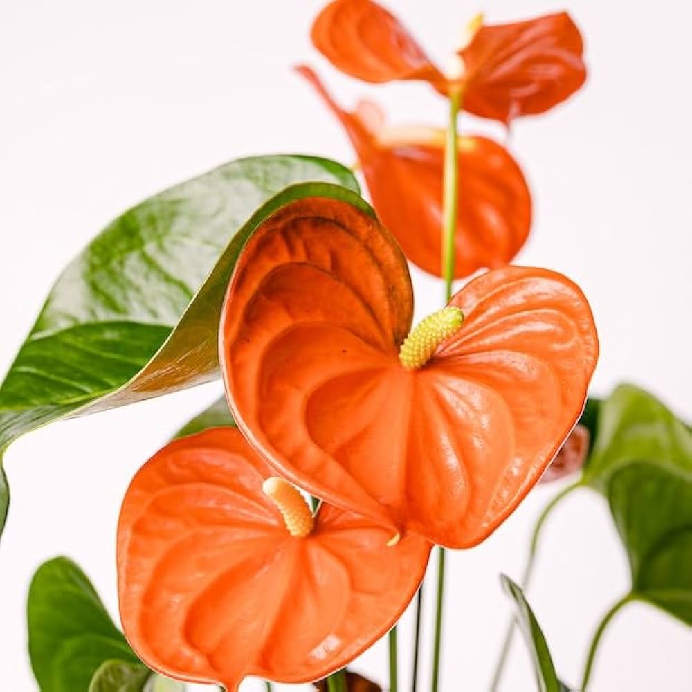 Dark Orange Anthurium Flower Seeds for Planting Vibrant Colors Heirloom & GMO Free Seeds for Home Garden
 
 Sale