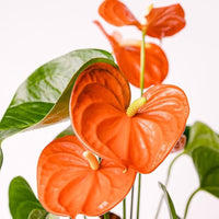 Anthurium Orange Blue Flower seeds for Planting - Pollinator Friendly, Heirloom & GMO Free Seeds for Home Garden