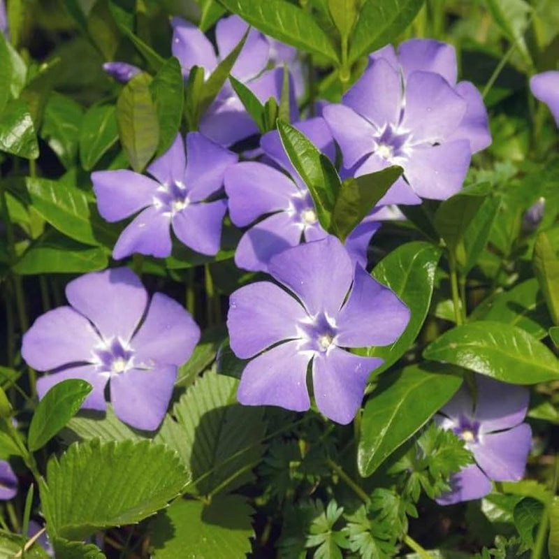 Violet Vinca Periwinkle Seeds for Planting - Beautiful Blooms