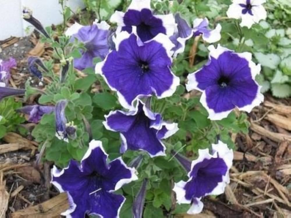 Variety Flix Mix Petunia Seeds Petunia for Planting in Flower Bed & Garden