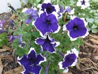 Variety Flix Mix Petunia Seeds Petunia for Planting in Flower Bed & Garden