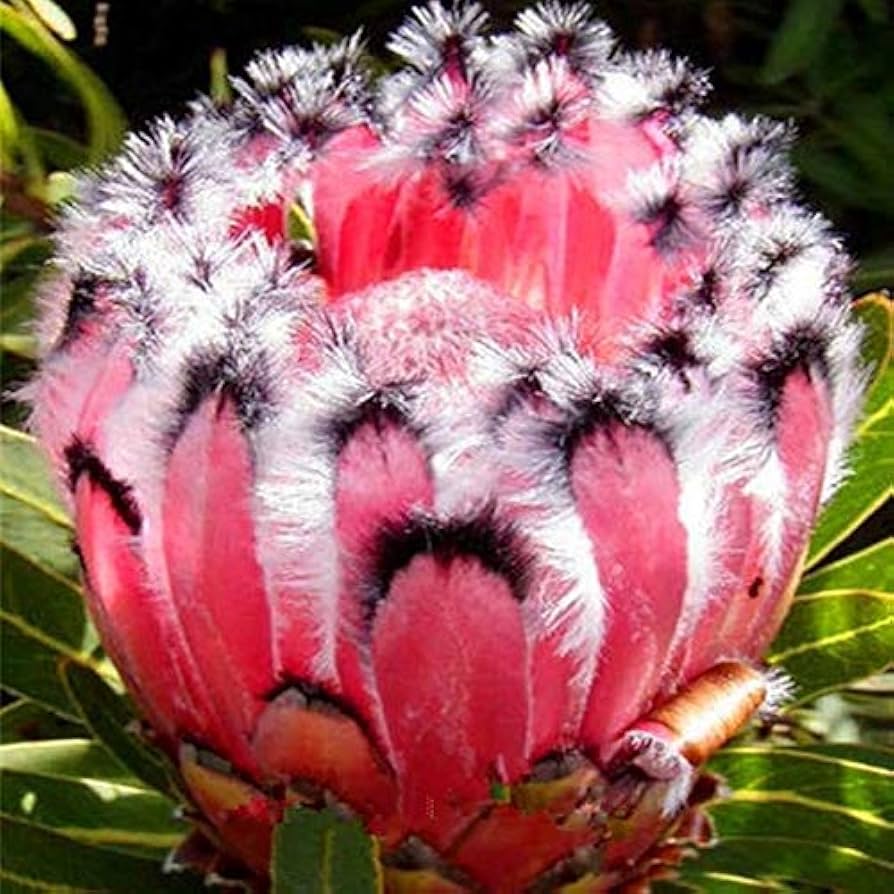 Pink Neriifolia Flower Seeds for Planting Hardy Variety Heirloom & GMO Free Seeds for Home Garden
 
 Sale
