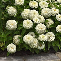 Zinnia Belyy Mishka Zinnia Elegans Seeds for Planting - Colorful Blooms for Flower Bed & Urban Garden