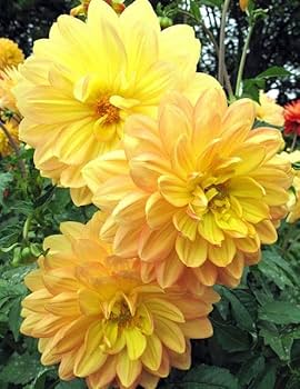 Light Yellow Dahlia Flower Seeds for Planting Long Bloom Season Heirloom & GMO Free Seeds for Home Garden
 
 Sale