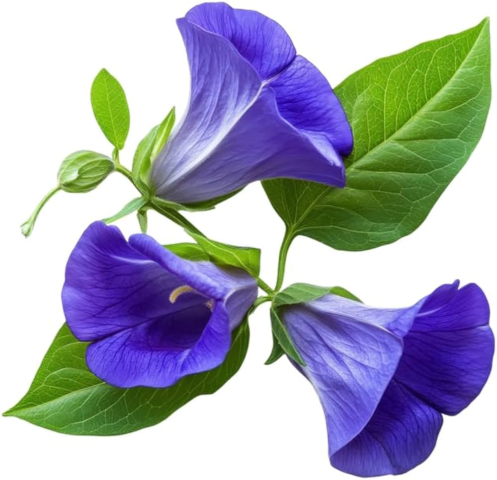 Pea Flower seeds for Planting Cut Flower Favorite Heirloom & GMO Free Seeds for Home Garden