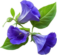 Pea Flower seeds for Planting Cut Flower Favorite Heirloom & GMO Free Seeds for Home Garden