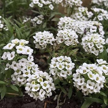 Alyssum Flower seeds for Planting Compact Growth Heirloom & GMO Free Seeds for Home Garden