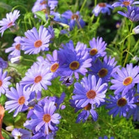 Purple Iberidifolia Flower seeds for Planting - Vibrant Colors, Heirloom & GMO Free Seeds for Home Garden