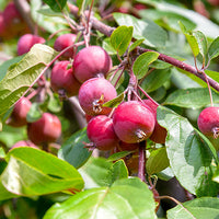 Sargent Crab Apple (Malus Sargentii) Shrub Hummingbird Flower White Red Seeds