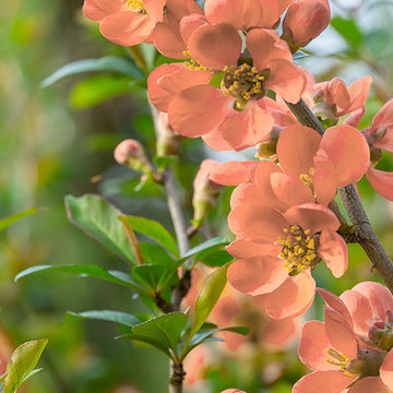 Orange Quince Flower seeds for Planting - Premium Quality, Heirloom & GMO Free Seeds for Home Garden