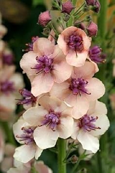 Antique Rose Verbascum Flower seeds for Planting - Cottage Garden Essential, Heirloom & GMO Free Seeds for Home Garden
 
 Sale for planting in home garden.
