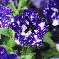 Petunia Flower Seeds 'Night Sky Blue'