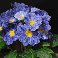 Primula Acaulis Light Blue Seeds for Planting - European Flower Seeds