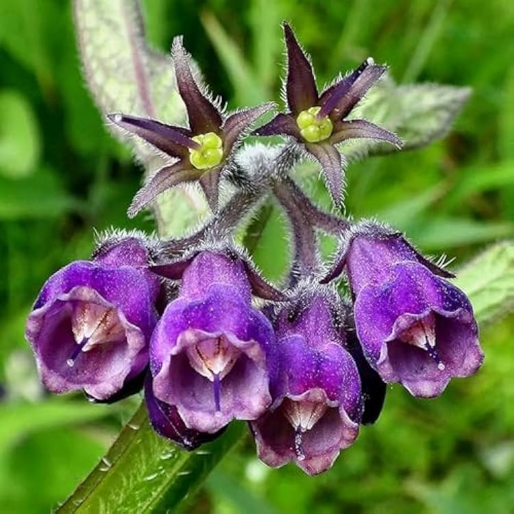 Purple Symphytum Flower seeds for Planting - Colorful Display, Heirloom & GMO Free Seeds for Home Garden