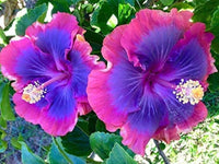 Hibiscus Purple Pink Flower seeds for Planting - Low Maintenance, Heirloom & GMO Free Seeds for Home Garden