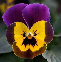 Viola Engel Blueberry Glow Seeds for Striking Violet Flowers