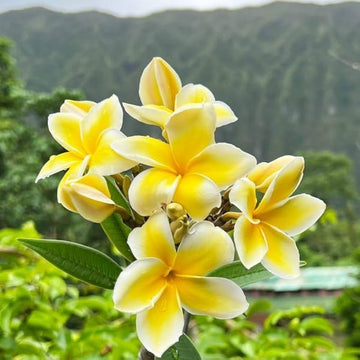 Frangipani Light Yellow Flower seeds for Planting - Easy to Grow, Heirloom & GMO Free Seeds for Home Garden