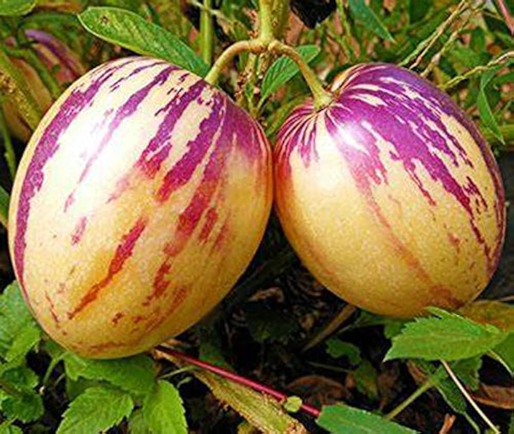 Muricatum Fruit Seeds for Garden Planting - Grow Juicy and Aromatic Fruits