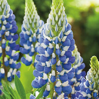 Sweet Blue Lupine Seeds – Hardy Perennial for Beautiful Flower and Nutrient-Rich Soil