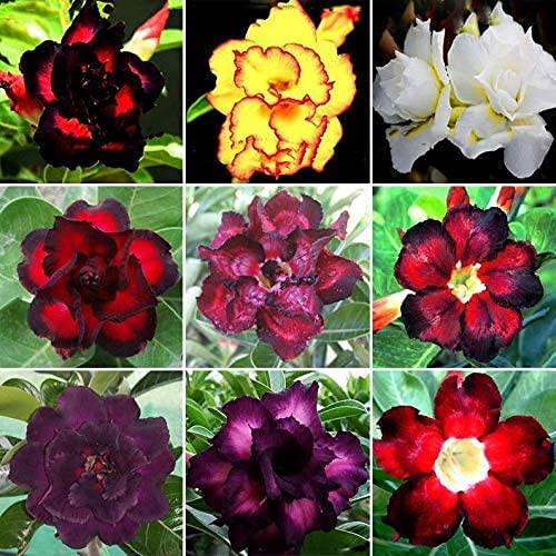 Mixed Adenium Flower Seeds for Planting Sun Loving Heirloom & GMO Free Seeds for Home Garden
 
 Sale