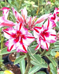 Adenium Obesum Flower seeds for Planting Bright Blooms Heirloom & GMO Free Seeds for Home Garden 
 
 Sale