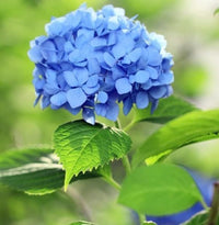 Blue Hydrangea Flower Seeds for Elegant Blue Blooms