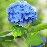 Blue White Hydrangea Flower seeds for Planting Colorful Display Heirloom & GMO Free Seeds for Home Garden 
 
 Sale