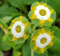 Yellow Primula Flower Seeds for Planting Premium Quality Heirloom & GMO Free Seeds for Home Garden
 
 Sale
