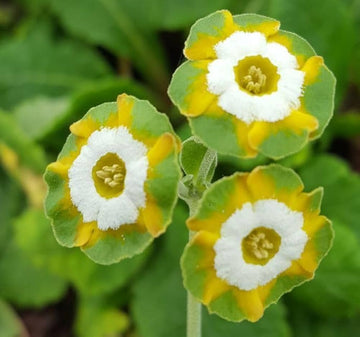 Yellow Primula Flower Seeds for Planting Premium Quality Heirloom & GMO Free Seeds for Home Garden
 
 Sale