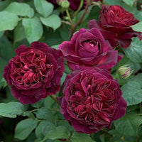 Chinese Rose Rosa chinensis for planting in flower bed