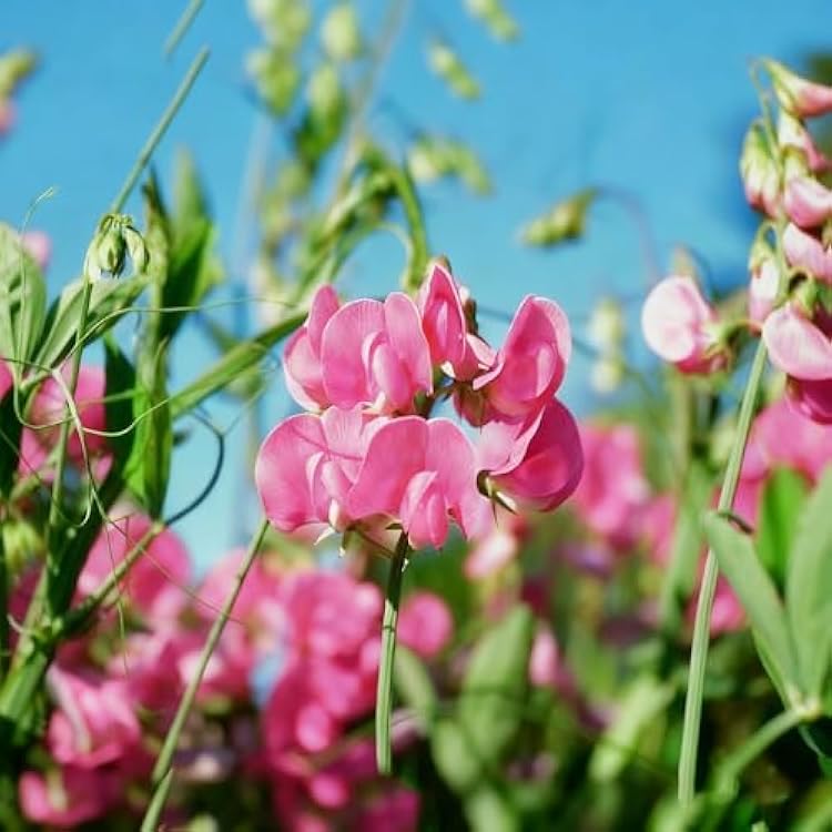 Heirloom Pea Flower seeds for Planting Wildflower Mix Heirloom & GMO Free Seeds for Home Garden
