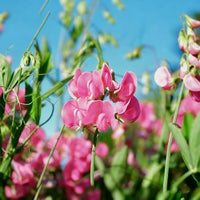 Heirloom Pea Flower seeds for Planting Wildflower Mix Heirloom & GMO Free Seeds for Home Garden