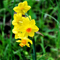 Light Yellow Red Narcissus Flower Seeds for Planting Pollinator Friendly Heirloom & GMO Free Seeds for Home Garden
 
 Sale