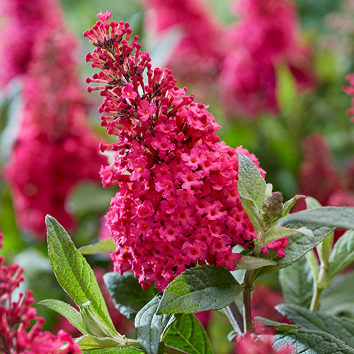 Maroon Buddleia Flower seeds for Planting - Compact Growth, Heirloom & GMO Free Seeds for Home Garden