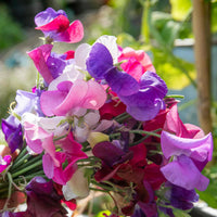 Mixed Sweet Pea Flower Seeds for Planting Premium Quality Heirloom & GMO Free Seeds for Home Garden
 
 Sale