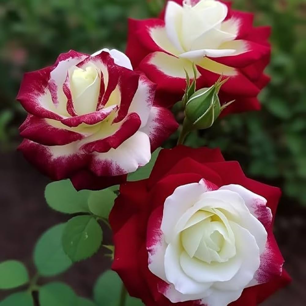 Miniature Rose Flower seeds for Planting Cut Flower Favorite Heirloom & GMO Free Seeds for Home Garden 
 
 Sale