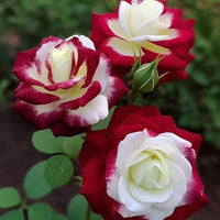 Miniature Rose Flower seeds for Planting Cut Flower Favorite Heirloom & GMO Free Seeds for Home Garden 
 
 Sale