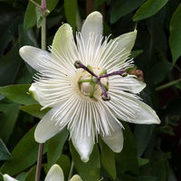 White Passiflora Flower Seeds for Planting  Ideal for Graceful Garden Blooms