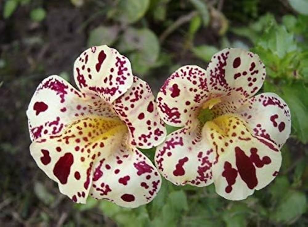 White Mimulus Hybridus Flower seeds for Planting - Seasonal Bloomer, Heirloom & GMO Free Seeds for Home Garden