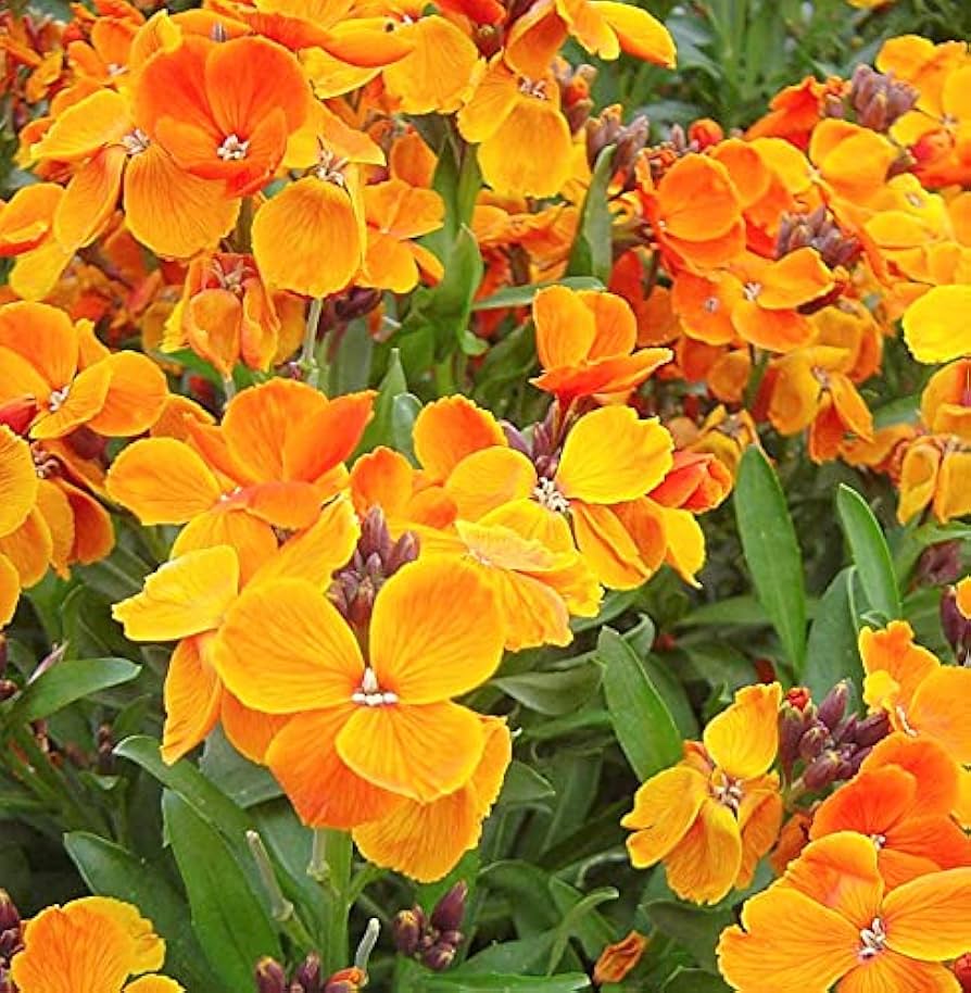 Siberian Wallflower Seeds for Colorful and Resilient Garden Blooms