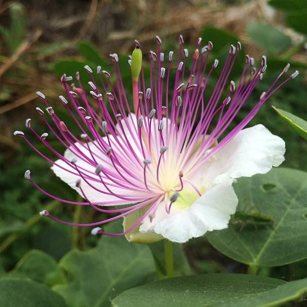 Capers Flower seeds for Planting Perfect for Borders Heirloom & GMO Free Seeds for Home Garden