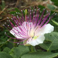 Capers Flower seeds for Planting Perfect for Borders Heirloom & GMO Free Seeds for Home Garden